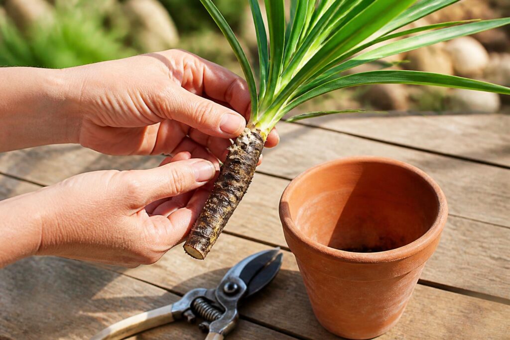 découvrez la méthode simple pour bouturer un yucca et multiplier votre plante méditerranéenne sans dépenser. suivez nos conseils faciles pour réussir vos boutures à la maison.
