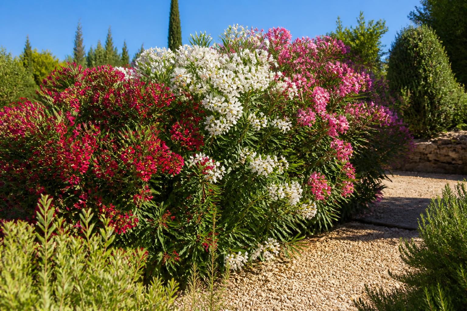 Haie laurier rose : planter, entretenir et les précautions à connaßtre absolument en Provence 2 découvrez comment planter et entretenir une haie de laurier rose en provence, avec toutes les précautions indispensables pour un jardin sain et florissant toute l'année.