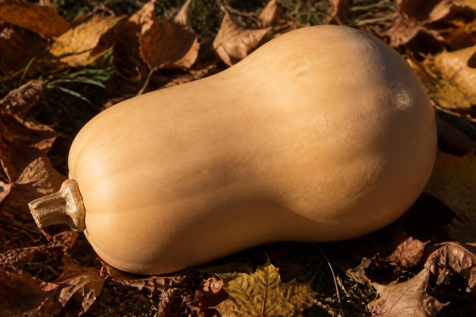 découvrez quand ramasser les butternut grâce aux signes évidents qui garantissent une récolte savoureuse et réussie. conseils pratiques pour cueillir vos courges au bon moment.