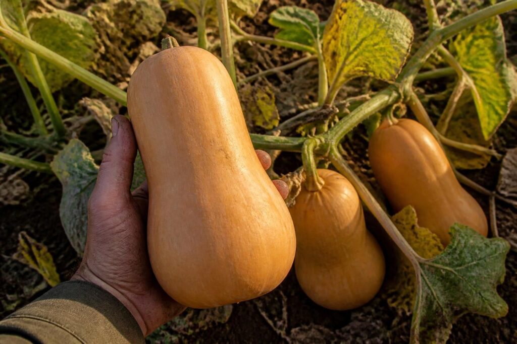 découvrez quand récolter vos butternuts grâce aux signes évidents pour assurer une récolte abondante et savoureuse.