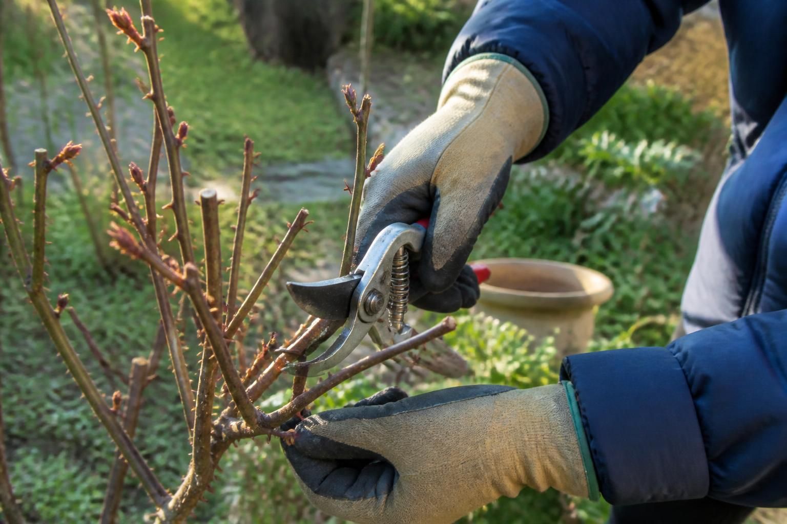 Le guide essentiel pour tailler votre rosier : calendrier personnalisé selon chaque variété 2 découvrez notre guide essentiel pour tailler votre rosier avec un calendrier personnalisé adapté à chaque variété, afin d'assurer une floraison optimale et une croissance saine toute l'année.