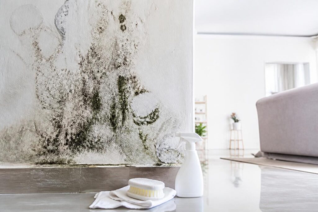 découvrez les causes des moisissures sur les murs en plâtre, les méthodes efficaces pour les nettoyer et des conseils pratiques pour les prévenir durablement.