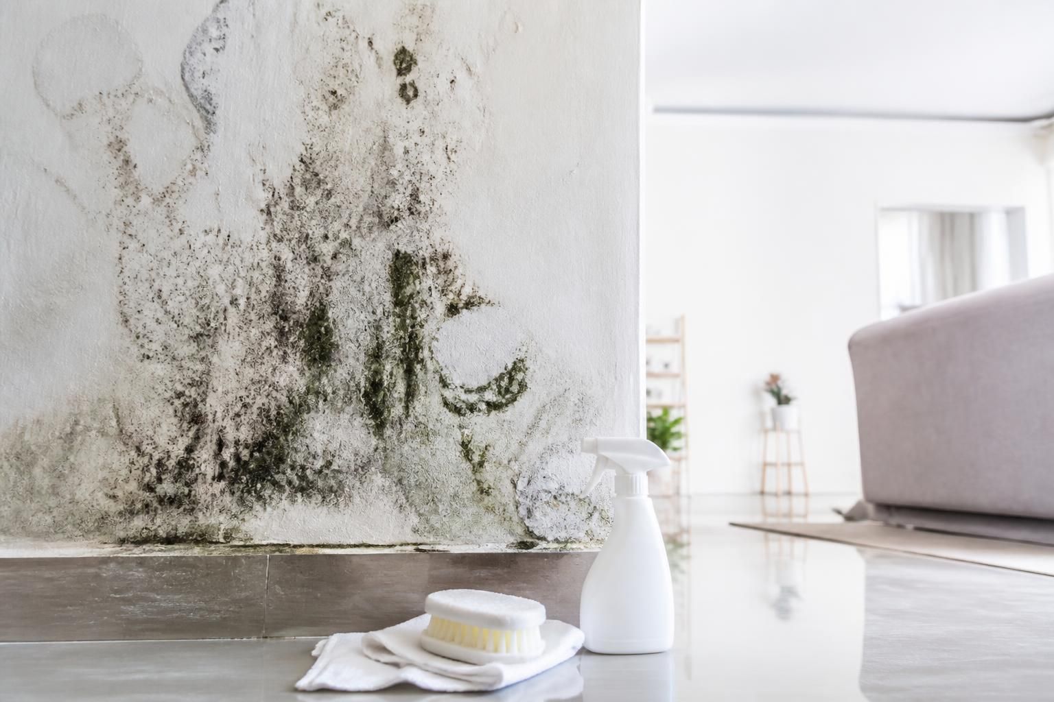 découvrez les causes des moisissures sur les murs en plâtre, les méthodes efficaces pour les nettoyer et des conseils pratiques pour les prévenir durablement.